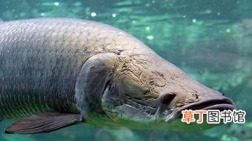 10大凶猛淡水鱼有哪些 世界上十大凶猛淡水鱼盘点