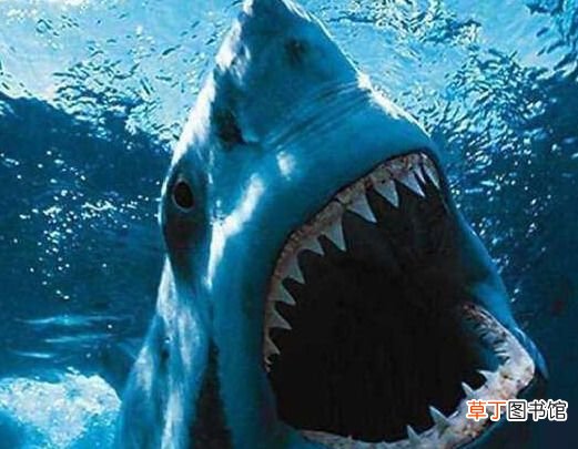 10大凶猛淡水鱼有哪些 世界上十大凶猛淡水鱼盘点