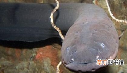 10大凶猛淡水鱼有哪些 世界上十大凶猛淡水鱼盘点