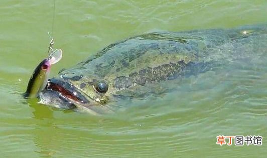 10大凶猛淡水鱼有哪些 世界上十大凶猛淡水鱼盘点