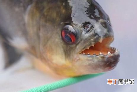 10大凶猛淡水鱼有哪些 世界上十大凶猛淡水鱼盘点