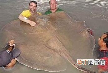 10大凶猛淡水鱼有哪些 世界上十大凶猛淡水鱼盘点