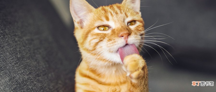 女人梦见很多猫是什么预兆