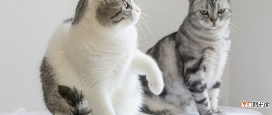 女人梦见很多猫是什么预兆