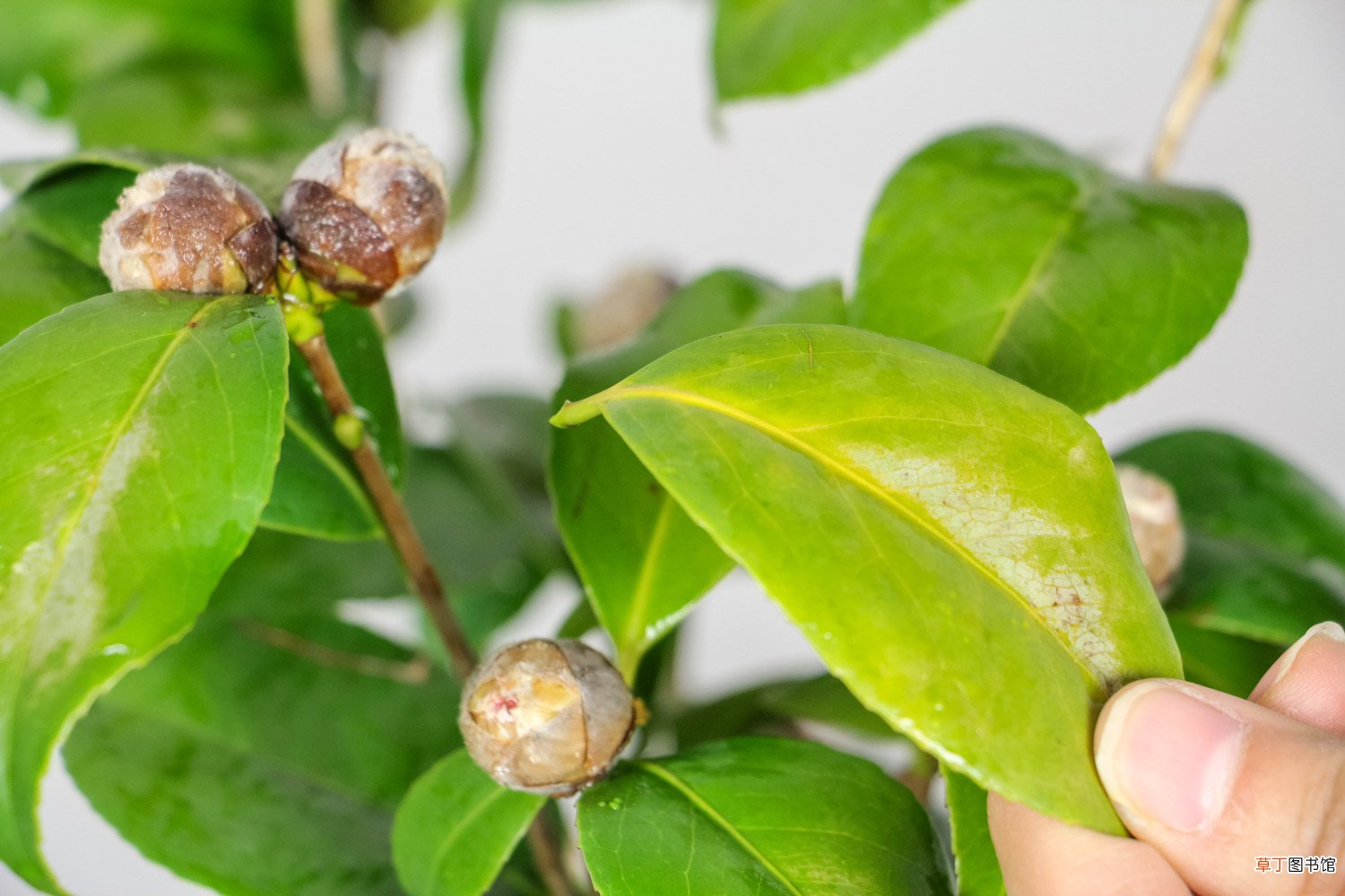 “茶花”开花之前，1把剪刀剪一剪，花开得更旺了