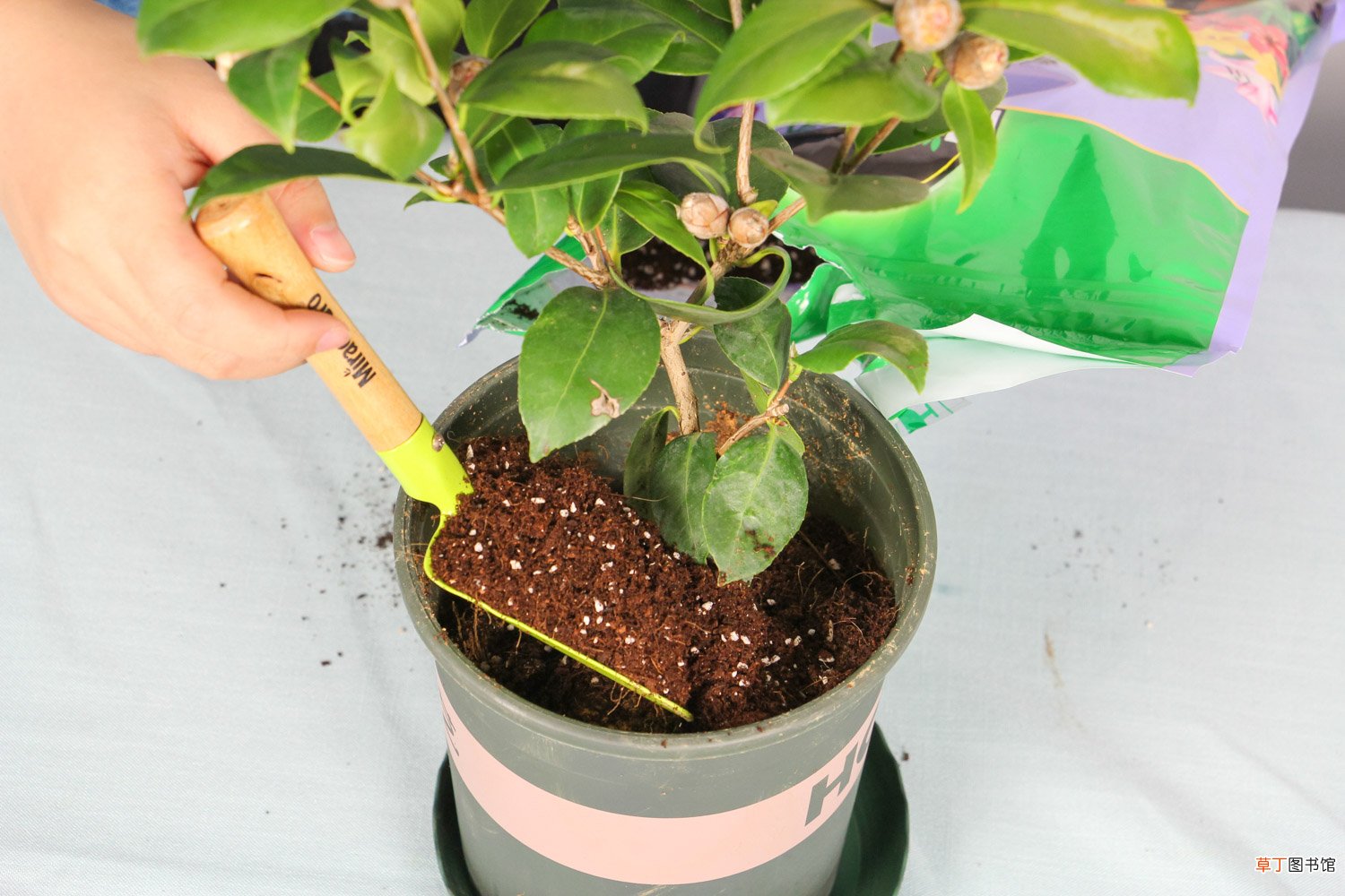 “茶花”开花之前，1把剪刀剪一剪，花开得更旺了