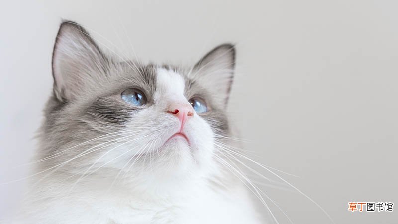 梦见很多猫是什么意思
