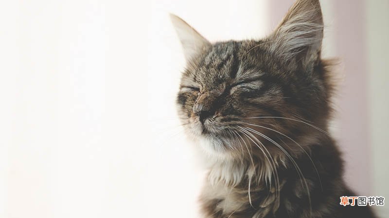 梦见很多猫是什么意思