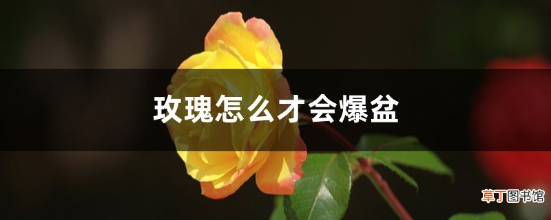 玫瑰怎么才会爆盆