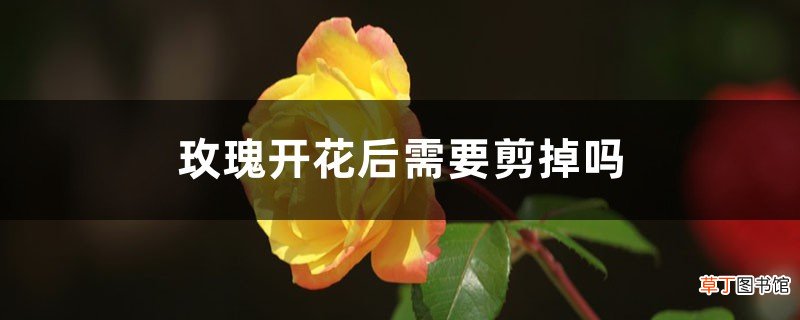 玫瑰开花后需要剪掉吗