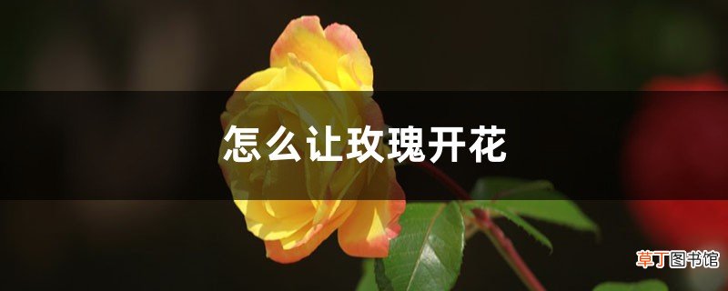 怎么让玫瑰开花