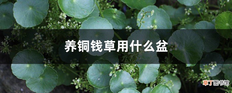 养铜钱草用什么盆