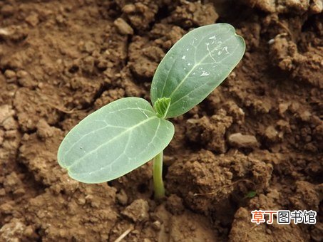 已婚女人梦见走泥路是什么意思