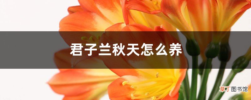 君子兰秋天怎么养