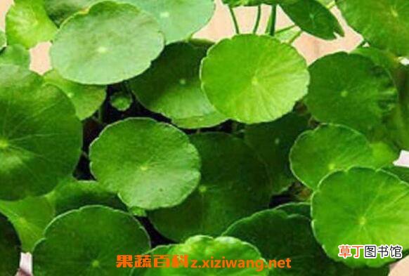 金钱草怎么养殖 金钱草的养殖方法和注意事项