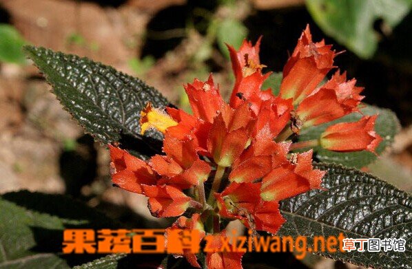金红花有哪些功效与作用 金红花药用价值