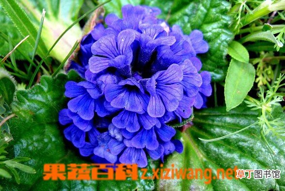 什么是筋骨草 筋骨草有什么功效与作用
