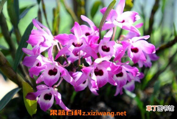 金钗石斛如何种 金钗石斛的种植技术