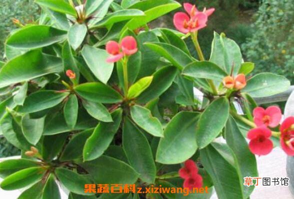 刺梅怎么养殖 刺梅的养殖方法和注意事项