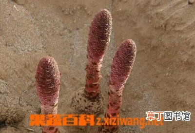 什么是锁阳 锁阳的功效与作用