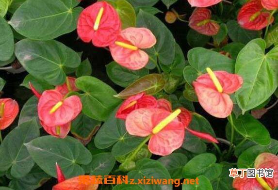 火鹤都开花吗 火鹤花不开花怎么回事