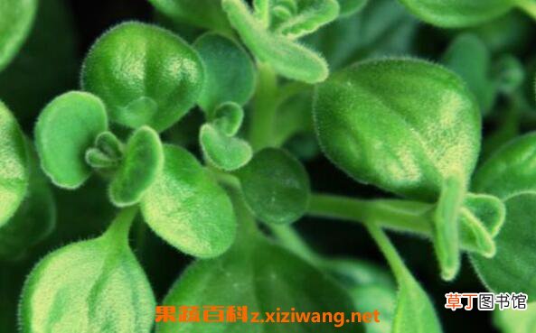 碰碰香怎么养 碰碰香的养殖方法和注意事项