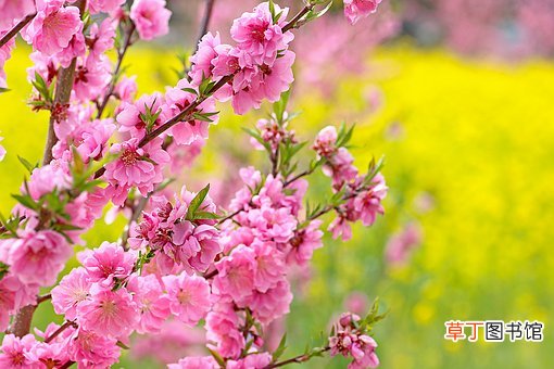 梦见桃花开满枝头是什么意思