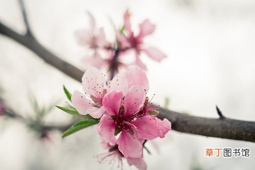梦见桃花开满枝头是什么意思
