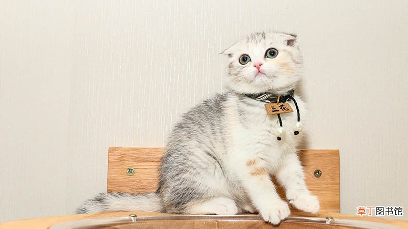 梦见养猫是什么意思