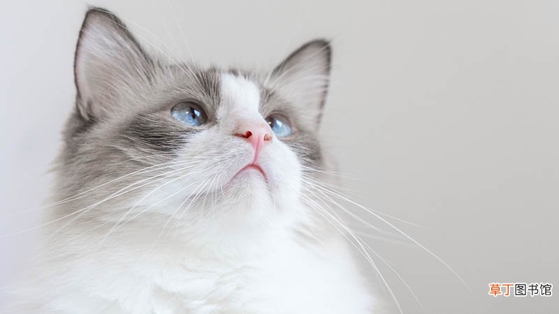 梦见养猫是什么意思