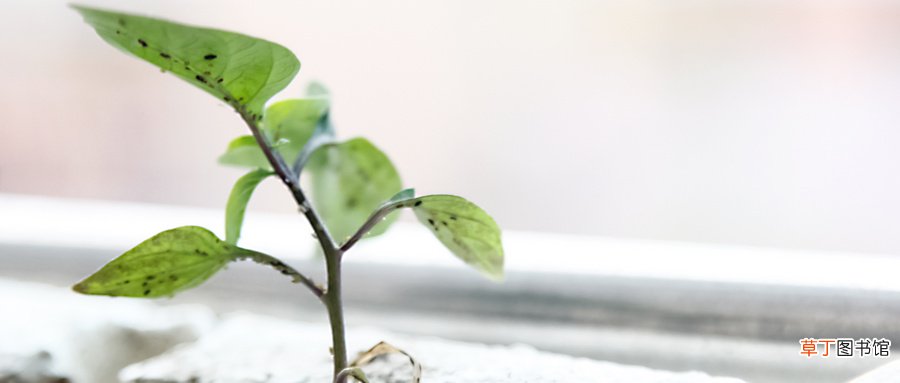 梦见种树是什么意思