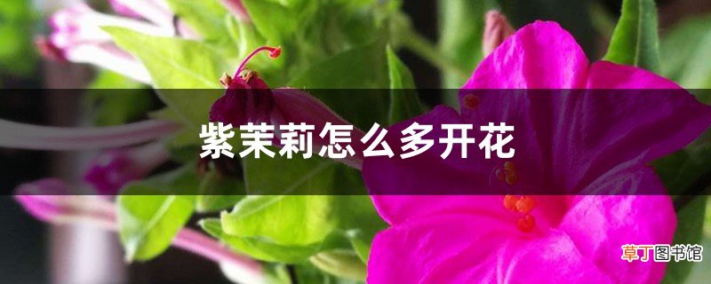 紫茉莉怎么多开花