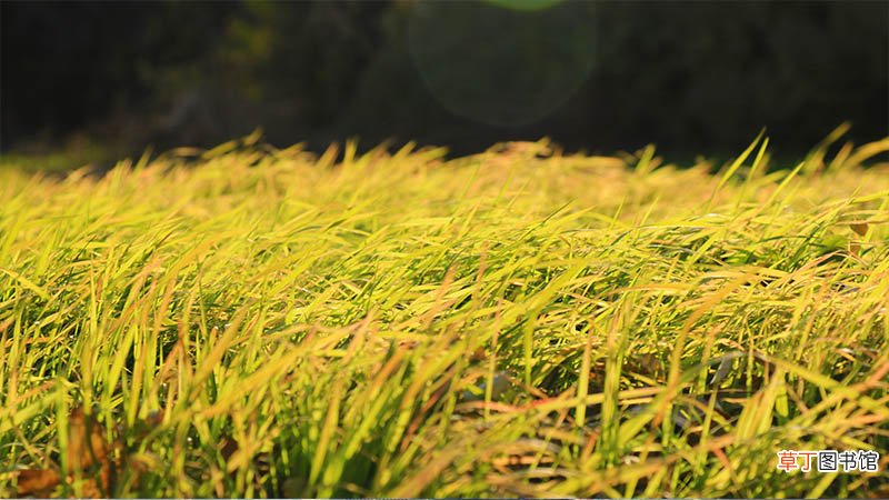 梦见刮大风什么意思