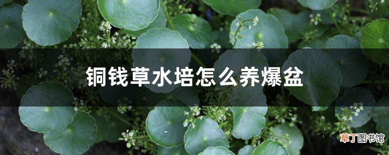 铜钱草水培怎么养爆盆