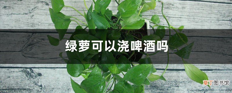 绿萝可以浇啤酒吗