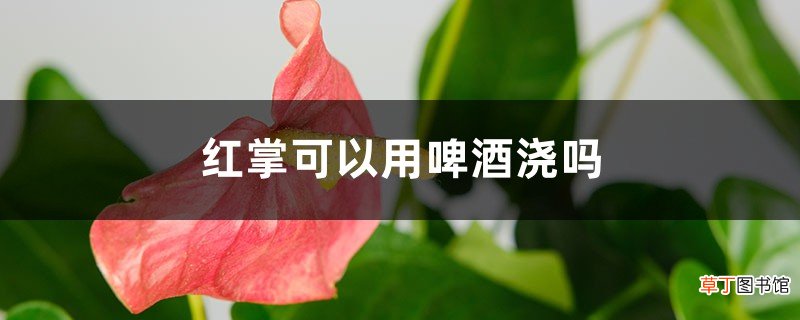 红掌可以用啤酒浇吗