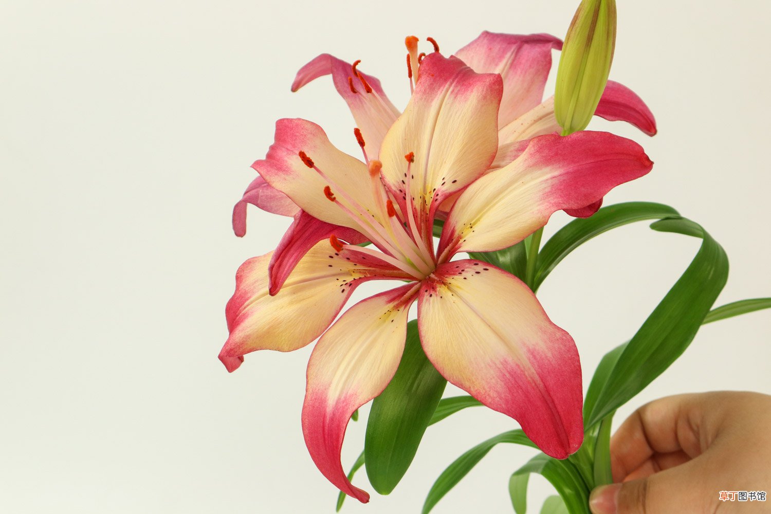 百合开花后怎么处理