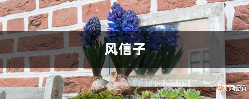 我家风信子出现“夹箭”，着急半天，原来是因为它太娇贵？