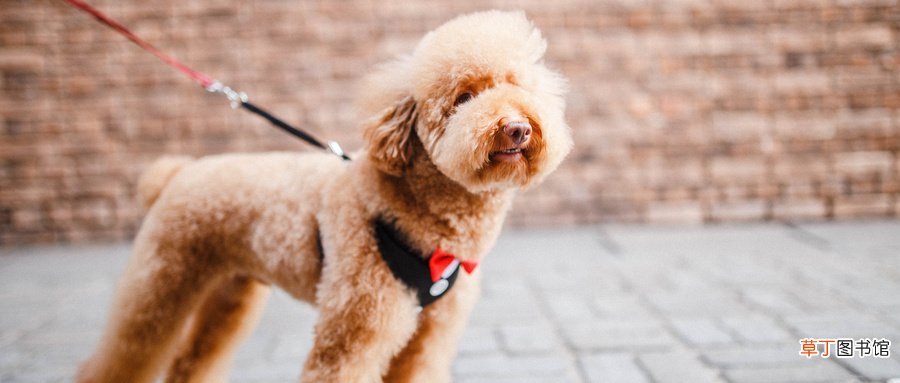 梦见好多狗是什么意思