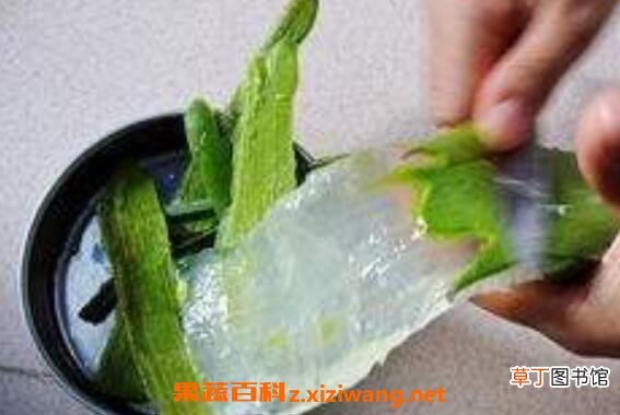 用芦荟擦脸的正确方法 新鲜芦荟可以直接擦脸吗