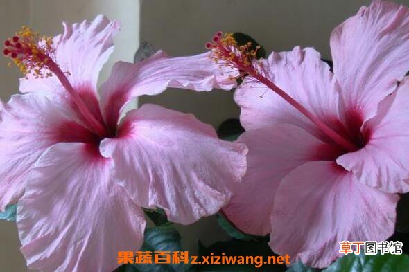 扶桑花怎么养殖 扶桑花的养殖方法和注意事项