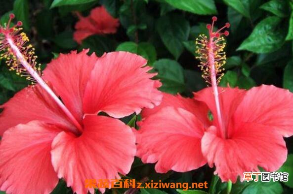 扶桑花怎么养殖 扶桑花的养殖方法和注意事项