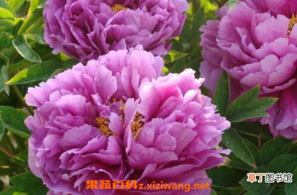 变色牡丹怎么养 变色牡丹的养殖方法和注意事项