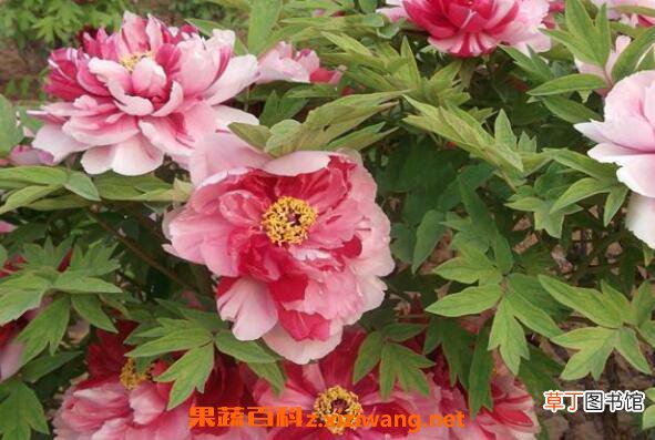 变色牡丹怎么养 变色牡丹的养殖方法和注意事项