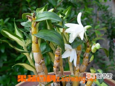 菟丝子有什么功效与作用