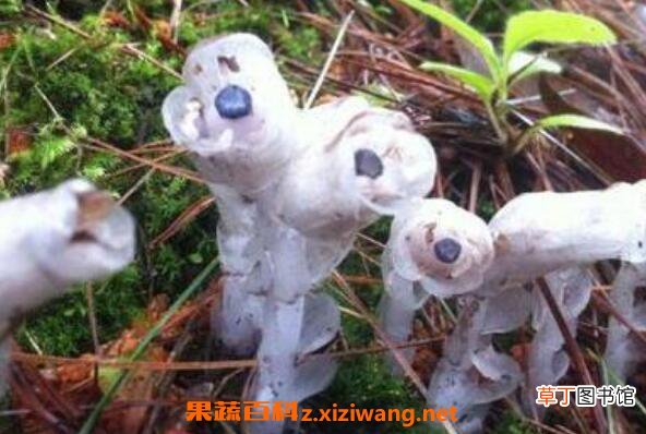 水晶兰花语和图片 水晶兰的药用价值