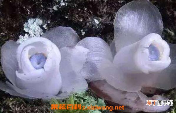 水晶兰花语和图片 水晶兰的药用价值