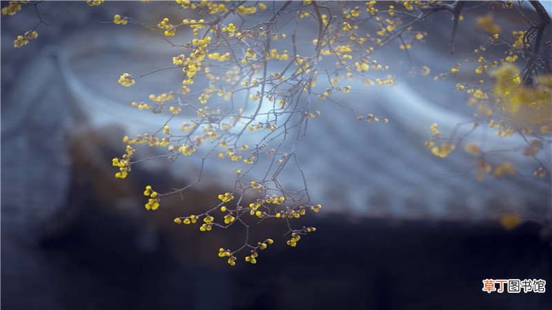 院子里种什么树招财