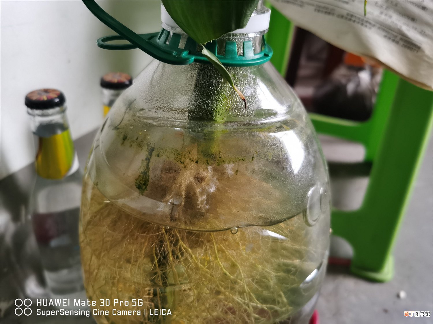 转运竹可以用啤酒浇吗
