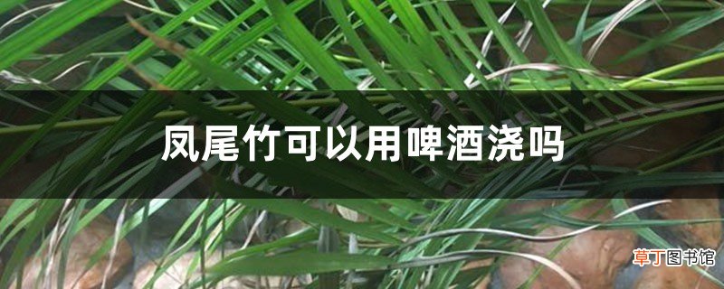 凤尾竹可以用啤酒浇吗